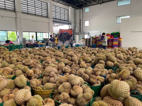 โรงงานฟรีซดรายทุเรียน